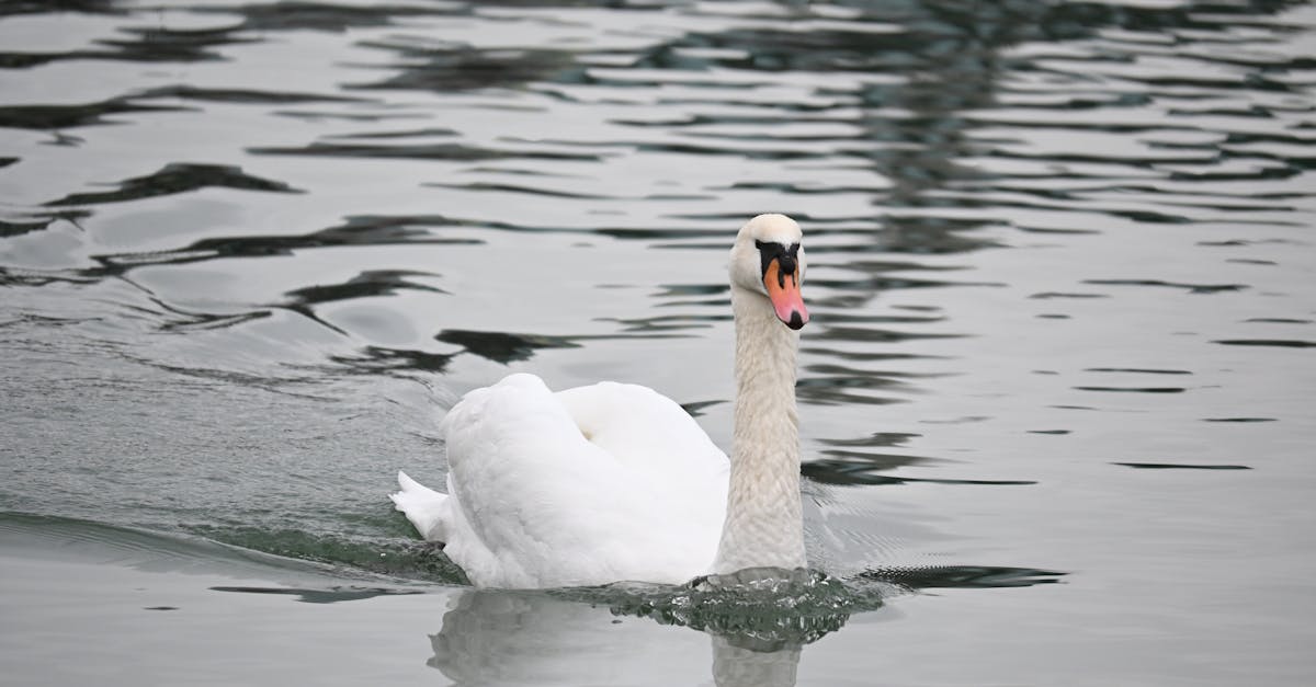 découvrez notre recette savoureuse de ragoût de veau, un plat traditionnel tendre et parfumé, idéal pour réchauffer vos repas en toute saison.