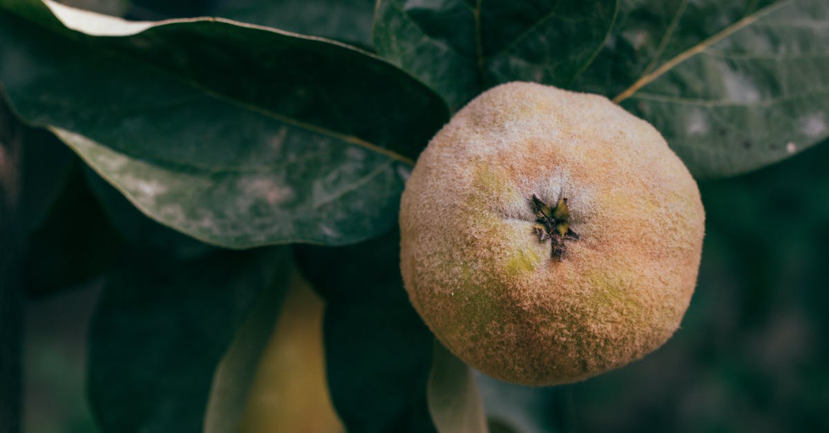 purée de coing maison : une délicieuse préparation fruitée parfaite pour desserts et accompagnements.