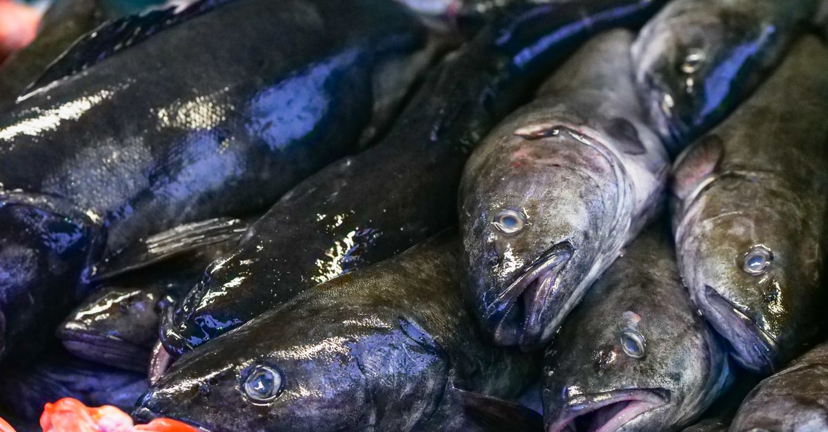 découvrez notre recette savoureuse de cabillaud au curry, un plat facile à préparer alliant les épices délicates du curry à la douceur du poisson.