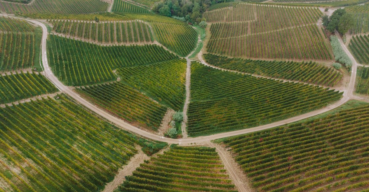 découvrez les vins du piémont, une région renommée d'italie, célèbre pour ses rouges élégants et ses blancs aromatiques. explorez notre sélection de crus authentiques et gourmands.