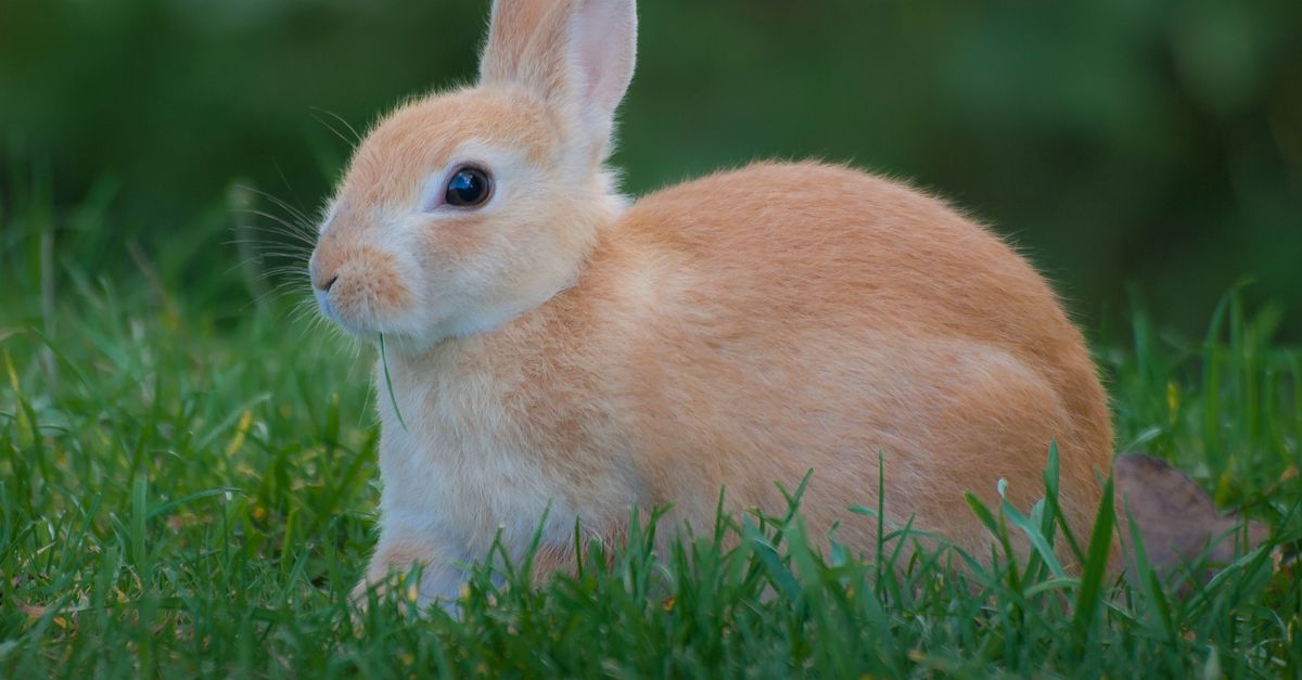 découvrez une délicieuse recette associant le lapin tendre à un vin blanc raffiné pour un plat savoureux et élégant.
