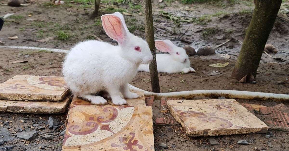 découvrez une recette délicieuse de lapin accompagné d'un vin blanc, alliant saveurs délicates et plaisir gourmand.