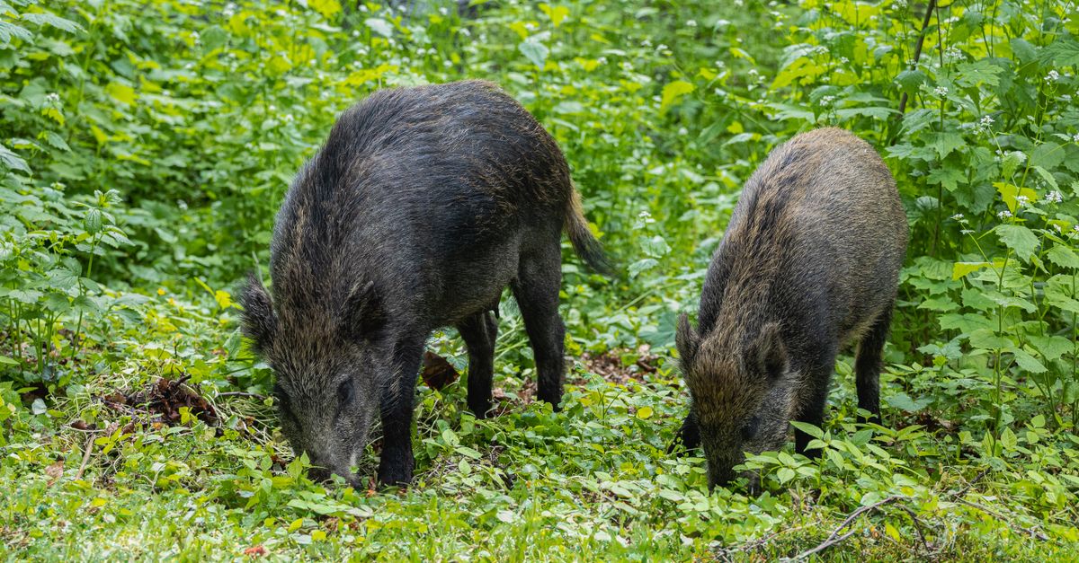 recette de pâté de sanglier : découvrez comment préparer un délicieux pâté artisanal au goût sauvage et authentique, parfait pour vos apéritifs et repas conviviaux.